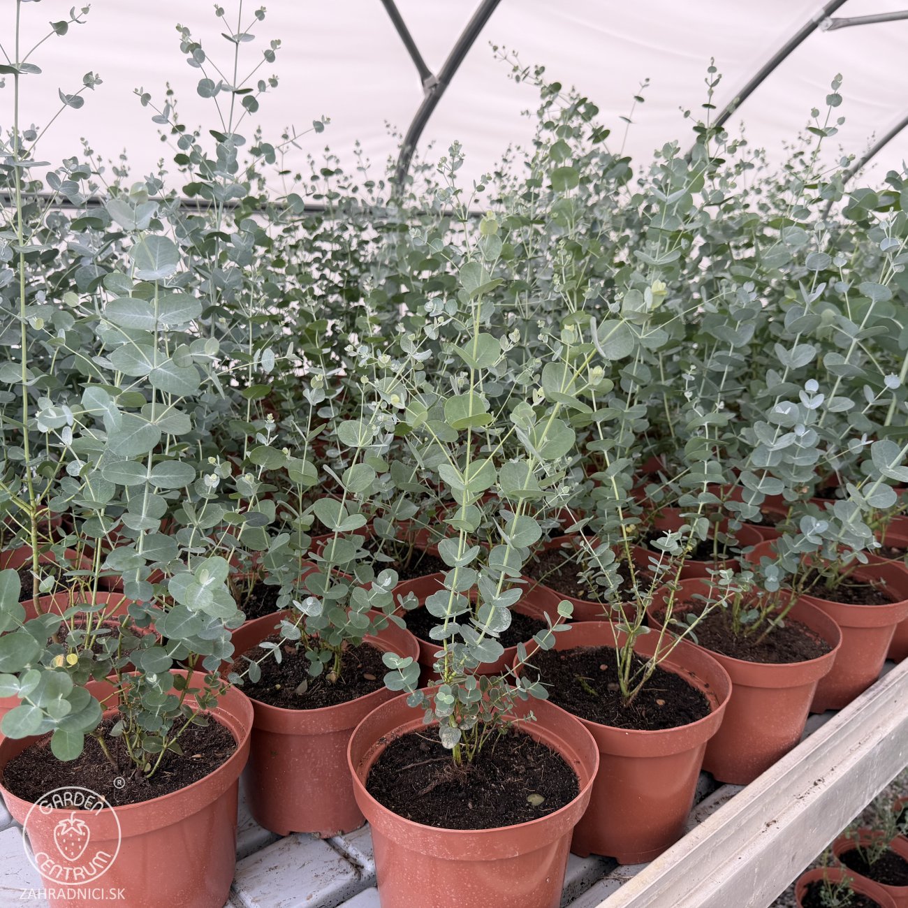 Obrázok Eukalyptus (Eucalyptus cinerea) ´SILVER DOLLAR´ - výška 30-50 cm, kont. C3L (-13°C)